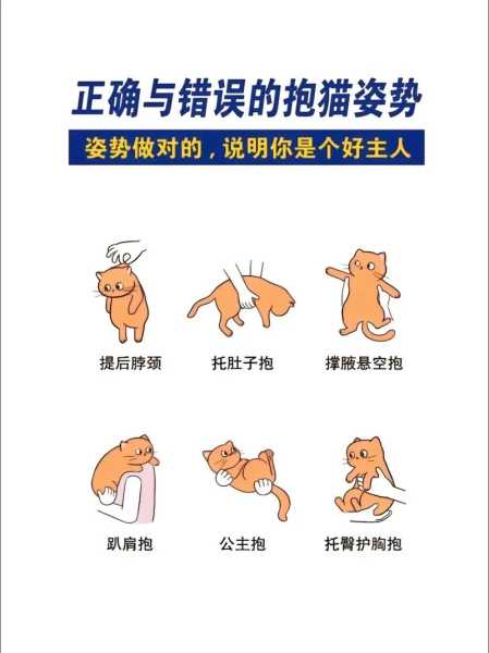 抱猫的正确方法是什么（抱猫的时候要注意什么）