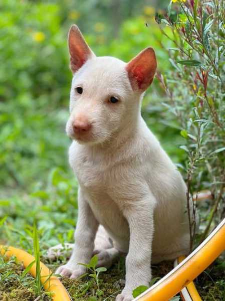 下司犬怎么训练打猎的（下司犬怎么训练打猎的狗）