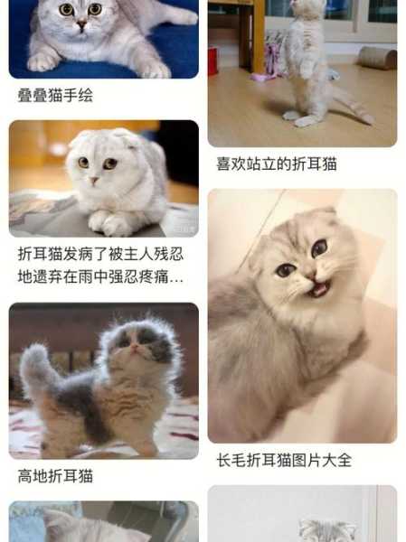 怎样选择折耳猫?选购方法（折耳猫一般都是什么品牌的）