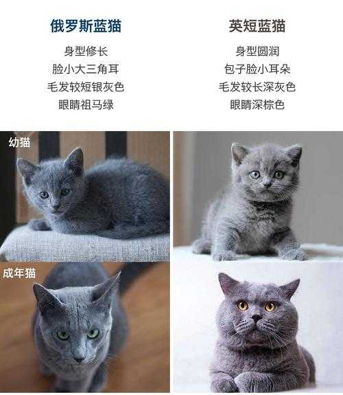 俄罗斯蓝猫和英短蓝猫区别（俄罗斯蓝猫和英短蓝猫区别图片）