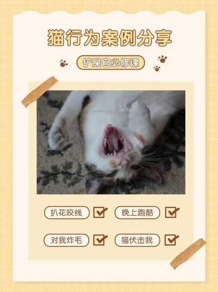 猫咪老是抓人?应该如何纠正（猫咪总抓人有什么办法）