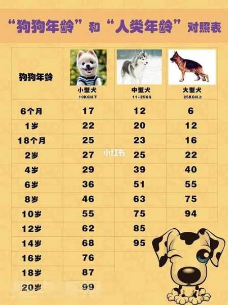 多大的狗算老年犬?有什么特征（几岁狗狗算老年犬）