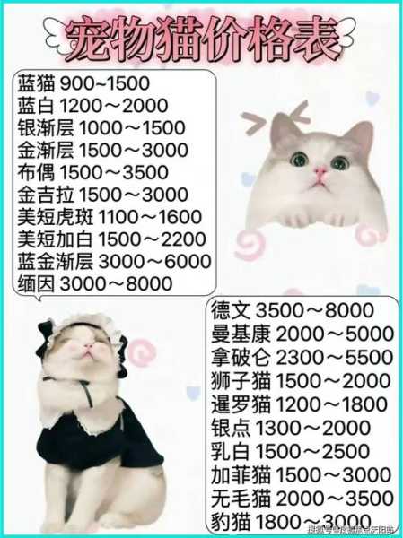 布偶猫怎么选?（布偶猫怎么选择）