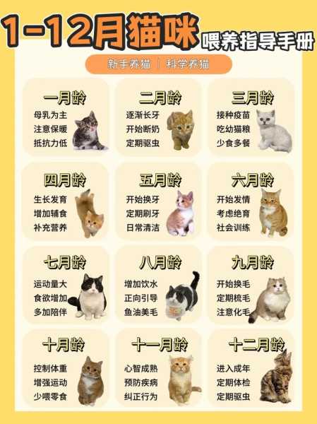 猫猫饲养（猫猫饲养指南免费阅读）