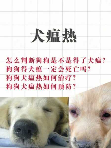 犬瘟热后期还能治好吗（犬瘟热好了以后会留下什么后遗症）