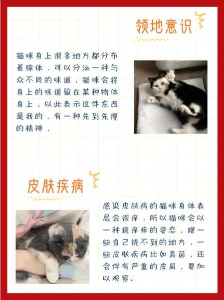 猫咪蹭你是什么（猫咪蹭你说明什么）