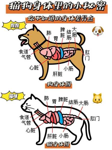 猫狗科普（犬猫科普知识）