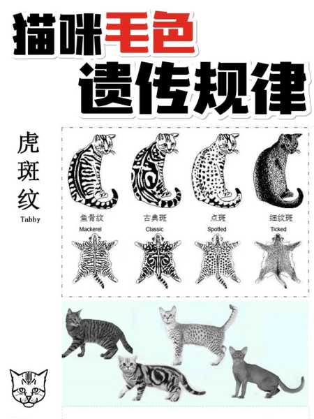 猫咪遗传学（猫咪遗传基因）