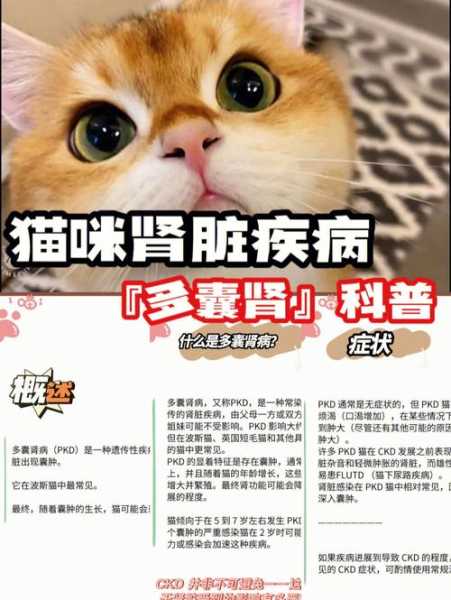 猫得了多囊肾（猫得了多囊肾怎么办）