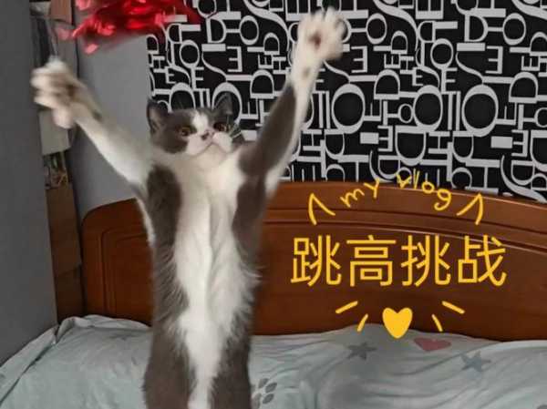 训练猫咪跳圈的方法有哪些（怎么训练猫咪跳高）