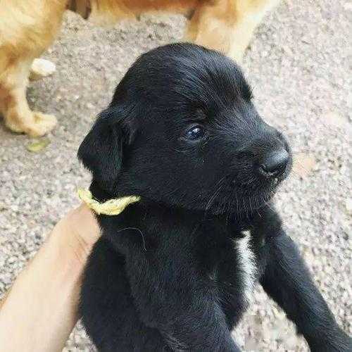 金毛幼犬脚垫黑色脱落（金毛脚肉垫掉了一层）