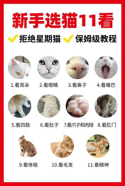 猫舍买猫需要注意什么（猫舍买猫需要注意什么事项）