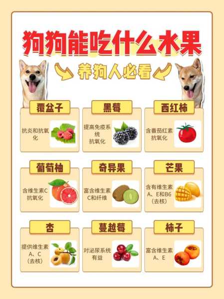 银狐犬的饮食（银狐犬的饮食特点）