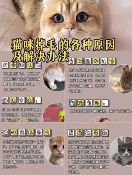 猫秋天掉毛多怎么办（猫猫秋天掉毛很严重）