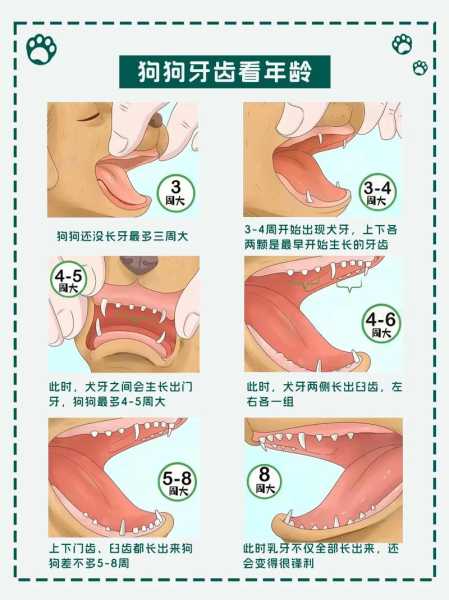 狗狗牙齿和眼睛的护理方法（狗狗牙齿问题症状）