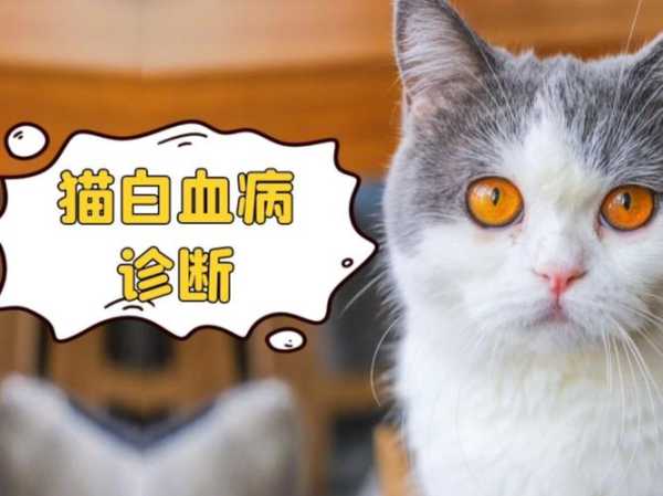 猫咪也会得可怕的白血病吗（猫得了白血病有救吗）