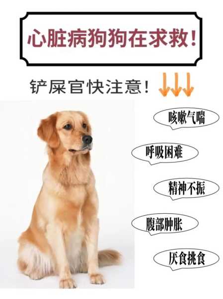 狗狗咳嗽是怎么回事儿（狗狗咳嗽原因）