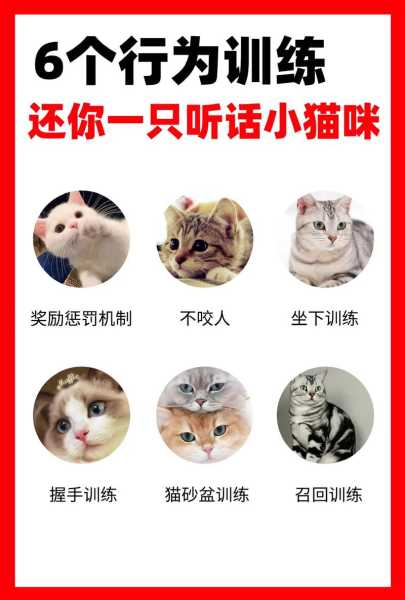 训练猫咪听话（训练小猫听话）