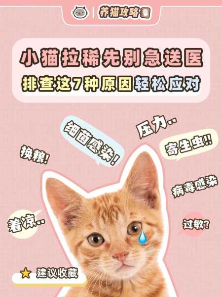 刚买的小猫拉肚子怎么回事（刚买的小猫拉肚子怎么办）