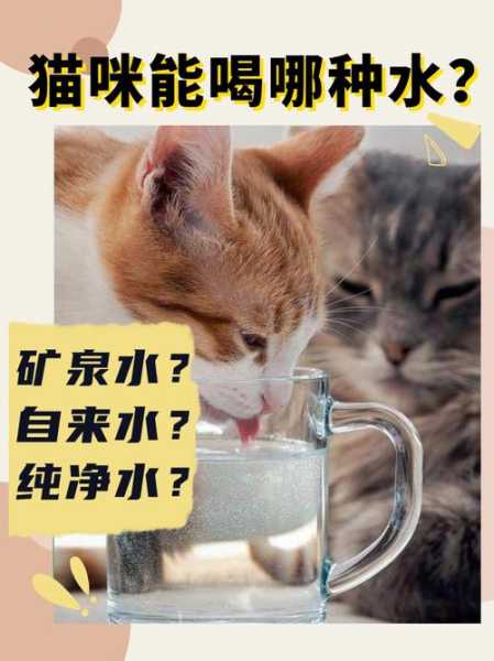 猫咪到底怕不怕水（宠物猫怕水吗）