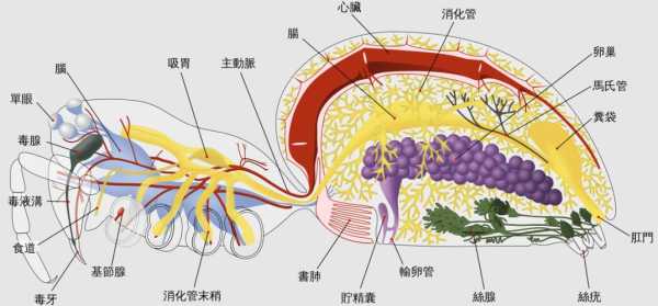 蜈蚣解剖结构（蜈蚣解剖结构图片）