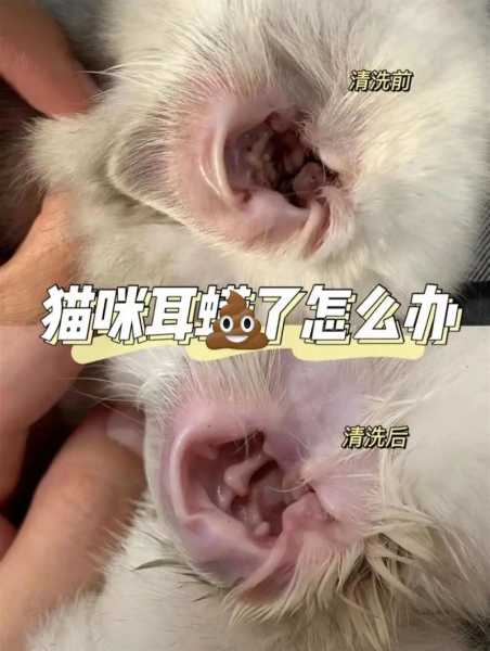 猫咪耳螨反复发作?别的都没事（猫咪耳螨反复的原因）