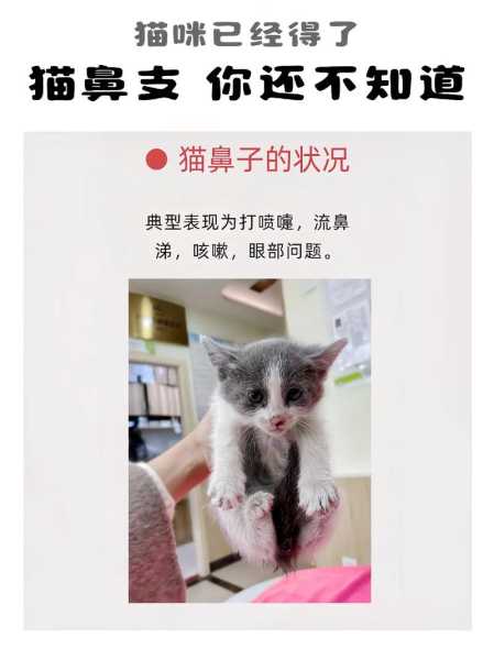 猫咪得了猫鼻支能治好吗多少钱（猫咪得了猫鼻支能活多久）