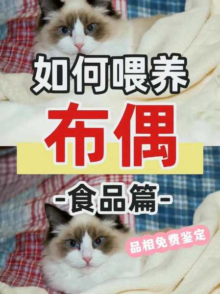 布偶猫猫粮选购方法介绍（布偶猫猫粮选择）