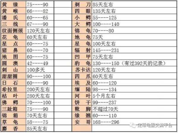 齿缘龟的寿命（齿缘龟2021）