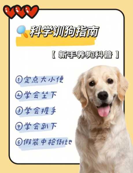 格力犬怎样训练方法（格力犬怎样训练方法视频）