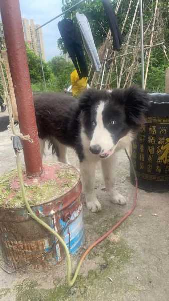 边境牧羊犬会自己回家吗（边境牧羊犬会不会乱咬人）