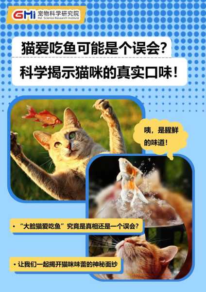 宠物猫吃了咸的鱼会怎么样（宠物猫吃了咸的东西怎么办）