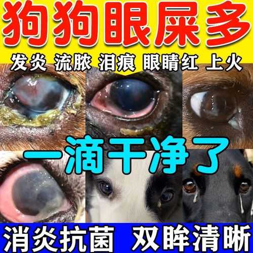 狗狗眼屎多上火了怎么办（狗眼上火有眼屎用什么药好）