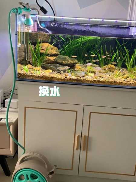 水族箱水质介绍及换水标准（水族箱换水换多少）