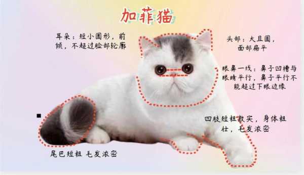 加菲猫好养吗价格多少钱一只（加菲猫好养吗需要注意些什么）