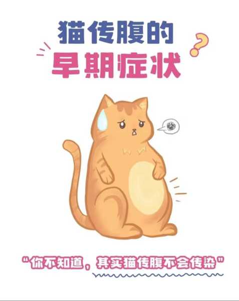 怎么判断猫咪是不是得了传腹（怎样判断猫咪是否得了猫传腹）