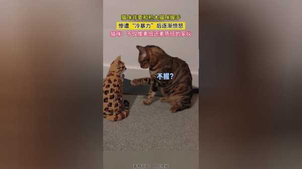 如何让猫咪学会握手吃饭（怎么样让猫学会握手）