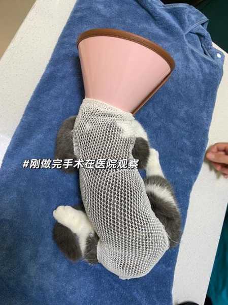 如何用毛巾给短毛猫做绝育手术（怎么用毛巾把猫卷起来）