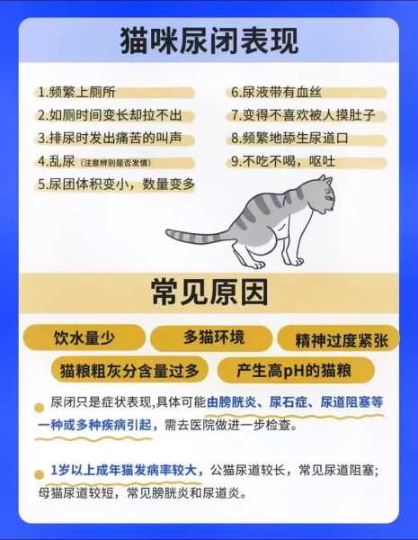 猫咪尿毕怎么办（猫咪 尿）