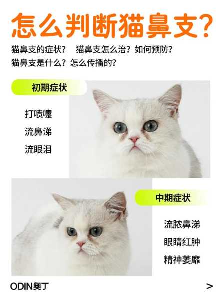 猫得过猫鼻支还能养别的猫吗（猫咪得过猫鼻支还能再养猫吗）