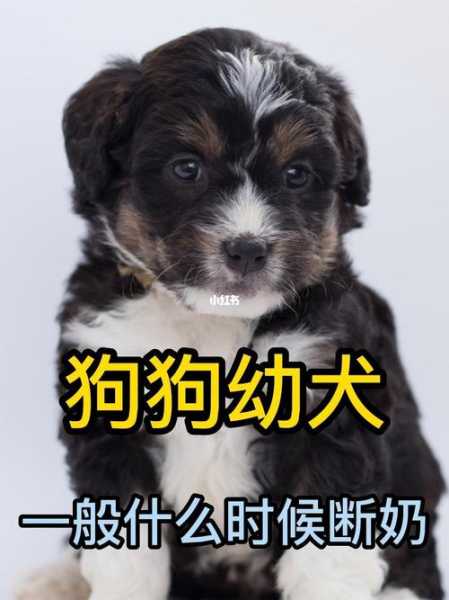 幼犬什么时候可以戒奶（幼犬什么时候可以断奶）