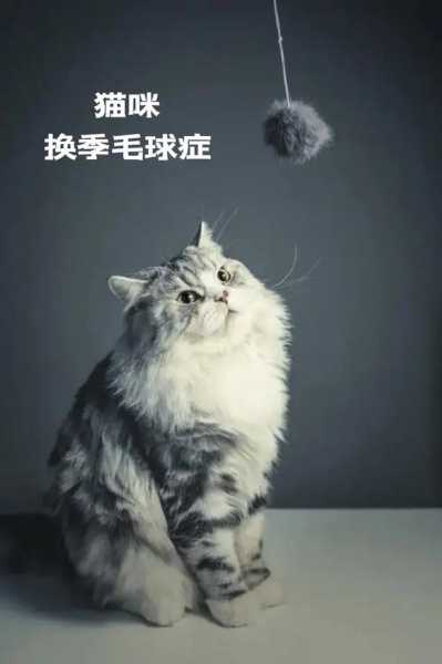 猫得毛球症会拉稀吗（毛球症的猫咪会拉屎吗）