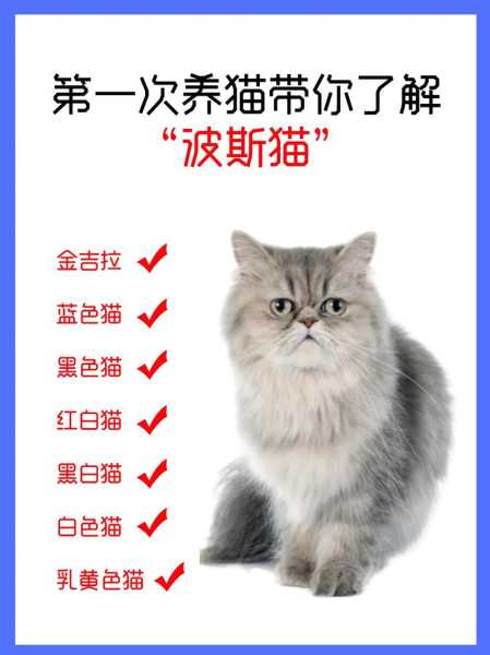 波斯猫的繁殖情况（波斯猫的生活规律）