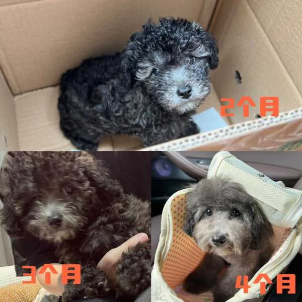 三个月的贵宾犬可以洗澡吗（三个月的贵宾犬可以修毛么）