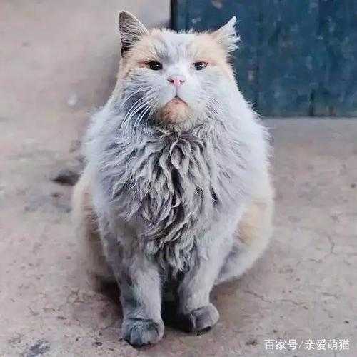 有洁癖的猫咪（有洁癖的猫咪叫什么）