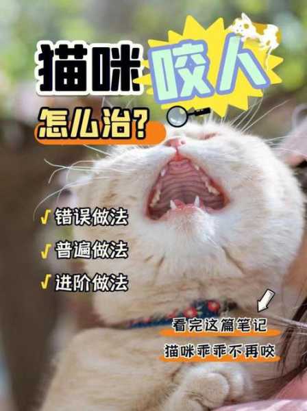 怎么管教猫咪抓咬人（如何管教小猫咪咬主人）