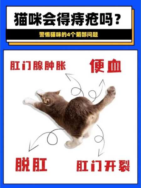 猫咪脱肛什么原因（猫咪脱肛是什么引起的）