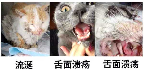 猫咪有哪些常见疾病症状（猫咪的几种病症）