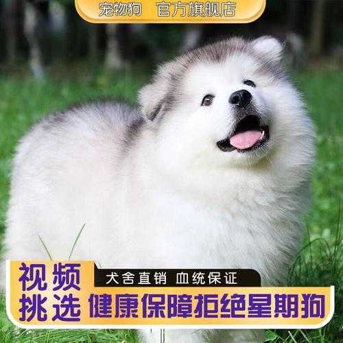 阿拉斯加雪橇犬品种标识图片（阿拉斯加犬雪橇犬图片）