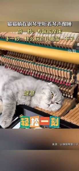 猫咪听音乐听力受损（猫咪听钢琴听力受损）